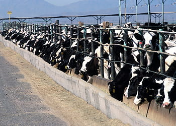dobytek, uvnitř, klec, výkrm skotu, zemědělství, hospodářských zvířat, venkovský, zvíře, krávy, hovězí, domácí
