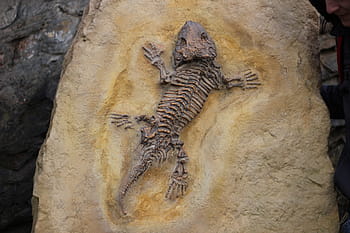 black reptile fossil, fossils, bone, lizard, fossil