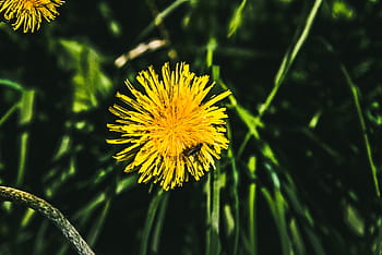 szelektív, fókusz fotózás, sárga, pitypang virág, petaled, virág, pitypang, virágok, fű, természet, törékenység