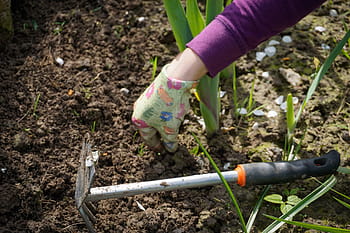 person, holding, soil, garden tool, Work, In The Garden, work in the garden, garden, digging, plucking weeds, weeding