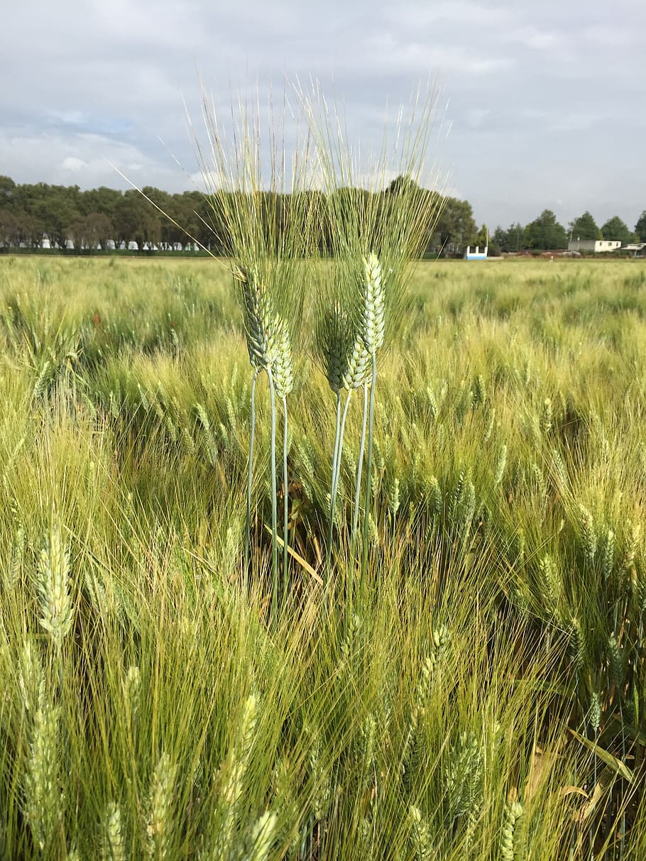 wheat, durum wheat, field, cereal
