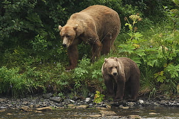 dva, hnědý, grizzly, medvědi, kodiak medvědi, portrét, volně žijících živočichů, Příroda, hledá, divočina, srst