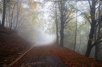 portrait photography, road, covered, fog, daytime, forest, switzerland, ticino, monte tamaro, mountain, away