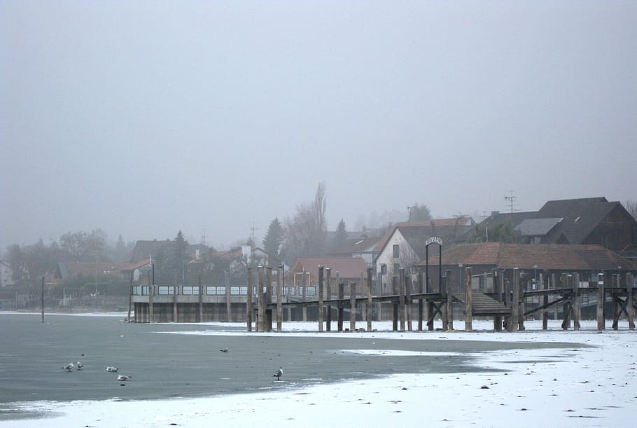 allensbach, frozen, lake constance, winter, web
