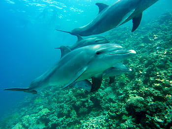 group, dolphins, sea, marine mammals, diving, underwater, water, water creature, delphinidae