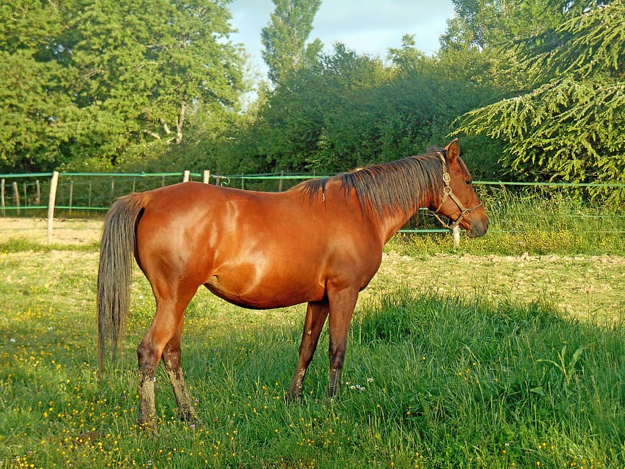 čistý, Arab, krev, kůň, chov koní, kůň, čistá arabská krev, koňský, koně, dobře vypadající, broodmare, kobyla