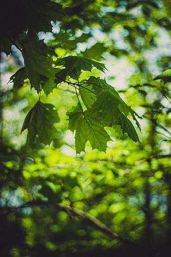 zöld, levél növényen, fa, növény, természet, elhomályosít, bokeh