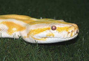 tiger python, python move, albino, python, snake, creeping things, animals, reptiles, terrarium, serpentarium, animal