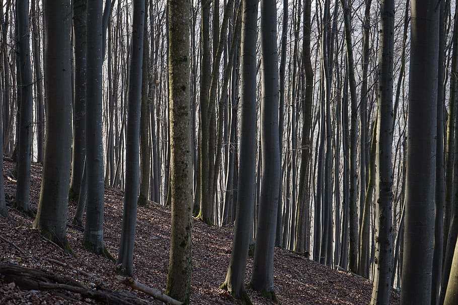 Beech Wood, Strains, Logs, beech logs, close close, book, trees, forest, tree trunks, nature, tree trunk