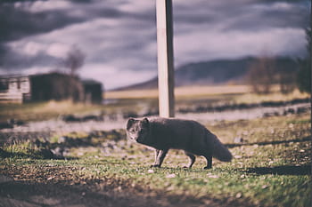 vadvilág fotózás, fekete, állat, mező, róka, vadvilág, fű, szabadtéri, elhomályosít, egy állat, állati témák