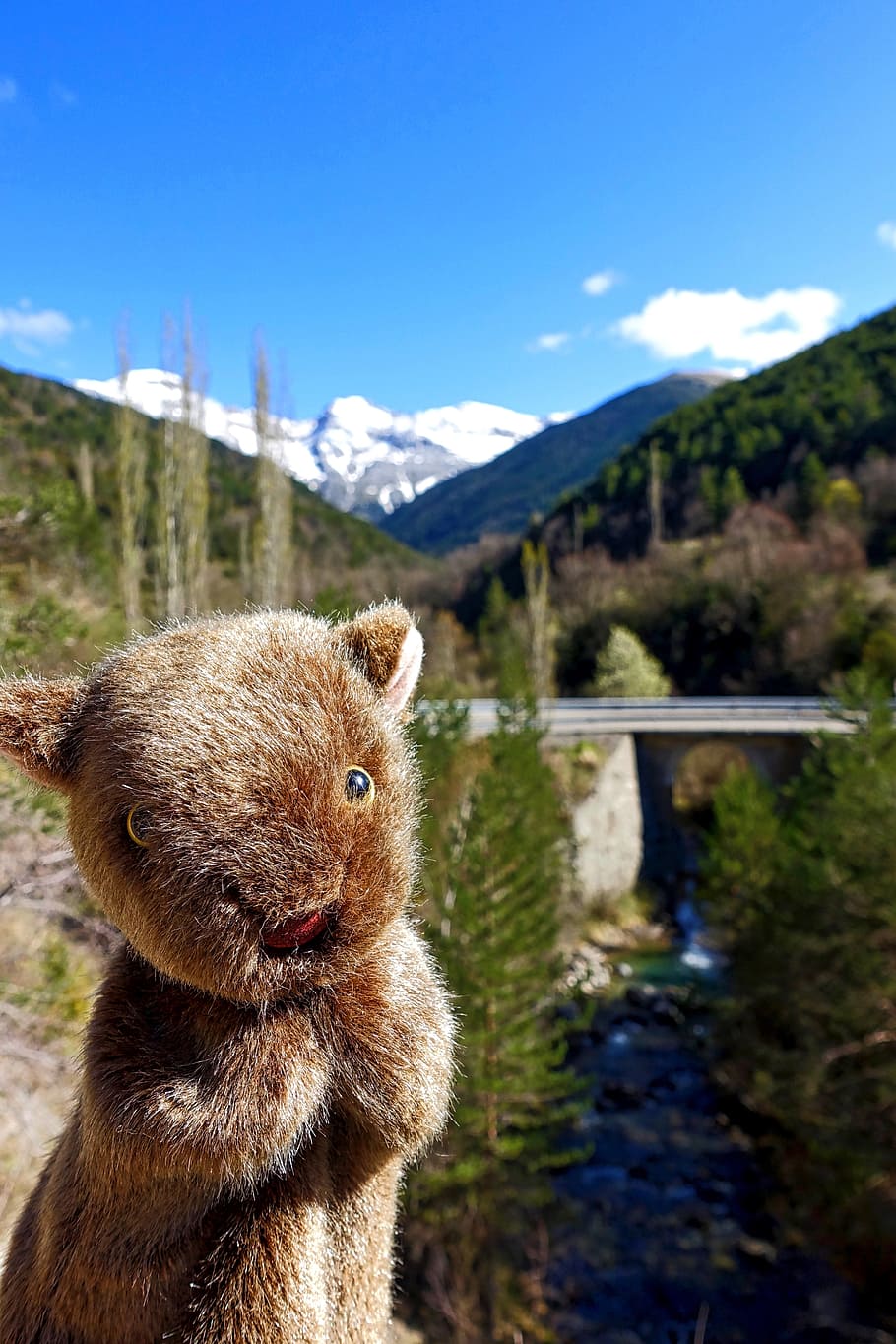 wombat, fun, marsupial, puppet, creature, animal, wildlife, australian