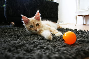 cat, pet, longhair cat, cat face, animals, main, coon, main coon, domestic cat, adidas, kitten