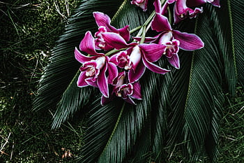 flor, flores, ramo, orquídea, orquídea rosa, Cycas revoluta, rey sagú, tropical, arreglo, dendrobium, sagú