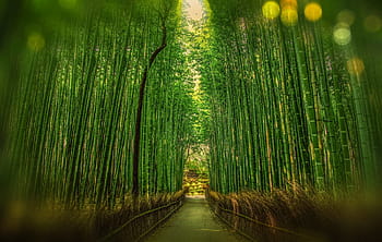 selektivní, zaostřovací fotografie, rovný, cesta, bambusové stromy, kyoto, Japonsko, bambus, bokeh, dobrodružství, les
