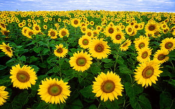 yellow sunflowers, sunflower, sunflower field, flora, field, flowers, agriculture, yellow, green, blue, sky