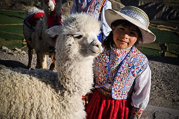 peru, the colca valley, inca, ande, little girl, blade, alpaca, cultures, llama, cusco City, andes