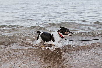 agua, cachorro, mar, animal, natação, animais de estimação, praia, ao ar livre, diversão, canino, raça pura Cão
