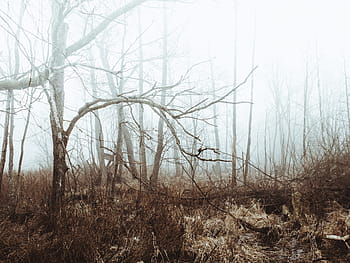 Landschaftsfoto, braun, Bäume, Gras, tagsüber, kahl, Nebel, Wald, Natur, Geäst, fallen