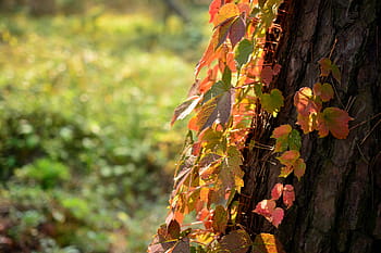 korea, gyeonggi do, gimpo-si, zhang ling, unesco, cultural heritage, tomb, songnim, brush forest, sol, ivy