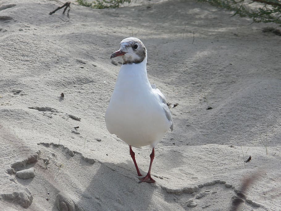 burung camar, hewan, margasatwa, burung laut, burung, laut