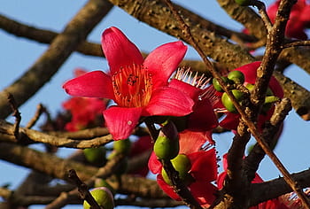 flower, shimul, bombax ceiba, cotton tree, red silk-cotton, red cotton tree, silk-cotton, kapok, ceiba pentandra, bombacaceae, bhimgadh