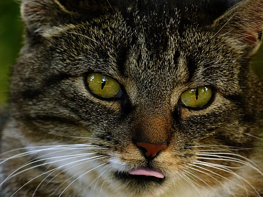 hnědý, mourek, kočka, detailní, fotografie, zvíře, domácí kočka, felis silvestris catus, makrela, zavřít, jazyk