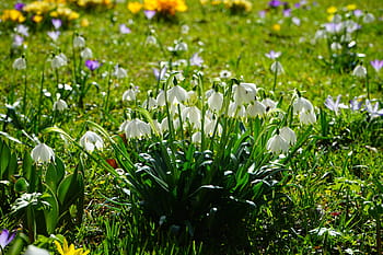 bahar düğümü, kar tanesi, Çiçekler, kapat, detay, makro, kaliks, bahar, Bahar çiçeği, fruehlingsknotenblume, Çiçek açmak