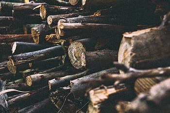 hromadu stromu log, fotografie, skládaný, strom, protokoly, dřevo, řezivo, stromy, les, nikdo, den