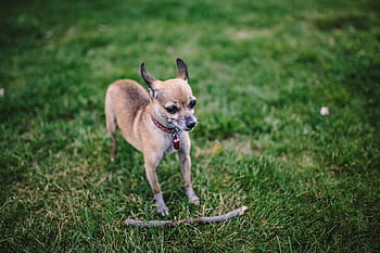 cães, grama, pequeno, verão, cachorro, animal de estimação, animal, fofo, diversão, natureza, fora