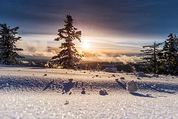 나무와 snowfield, 소나무, 나무, 눈, 지역, 해돋이, 식물, 겨울, 경치, 자연, 빙산