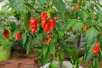 ghost pepper, hot, culinary, plant