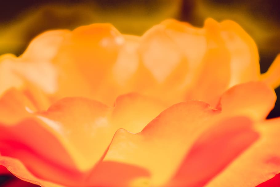 rose, magma, fire, heat, yellow
