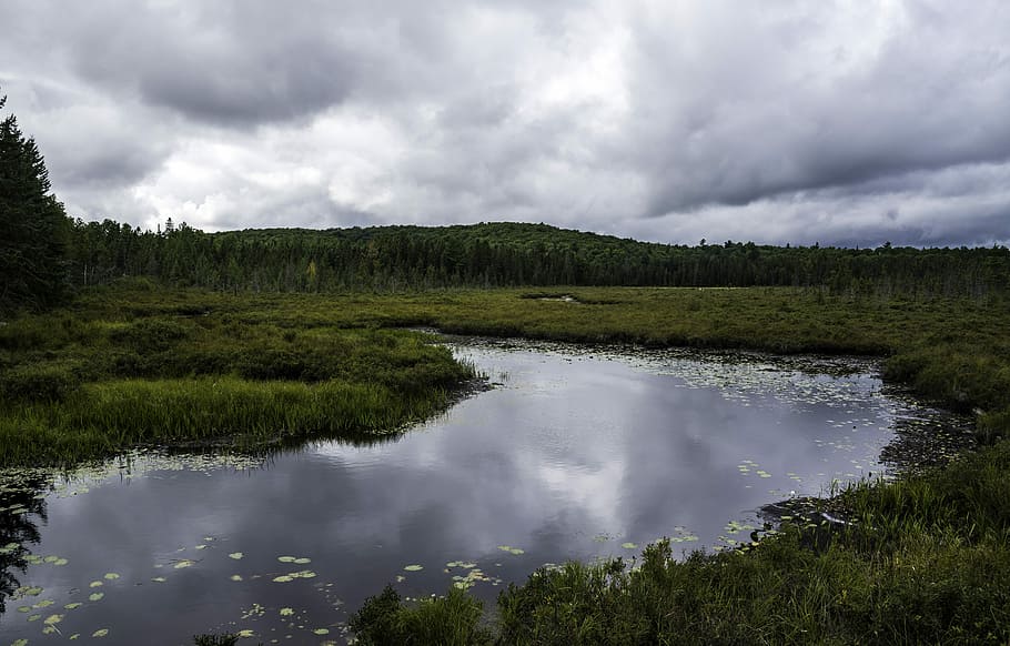 přírodní krajina, algonquin, provinciální, park, rybník, Příroda, krajina, algonquin provinční park, ontario, bažina, Kanada