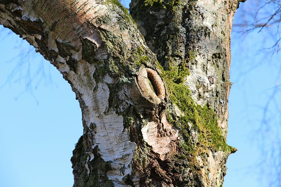 tree, birch, nature, spring, tribe, tree Trunk, bark, forest, branch, animal, brown