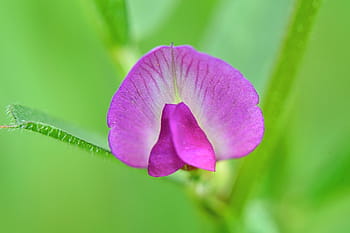 orquídea, naturaleza, flor, macro, insecto, insecto extraño, pequeño, diversidad, bicho raro, animal, extraño