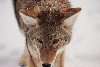 lupo marrone, Marrone, Volpe, foto, lupo, animale, barba, selvaggio, un animale, fauna selvatica, ritratto