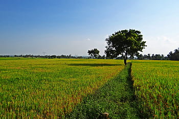 rice fields, gangavati, karnataka, india, paddy, rice paddy, agriculture, rice, farming, harvest, farmland