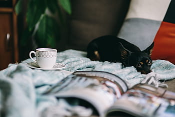 beristirahat, majalah, imut, anak anjing, interior, bersantai, anjing, hewan peliharaan, hewan, santai, membaca