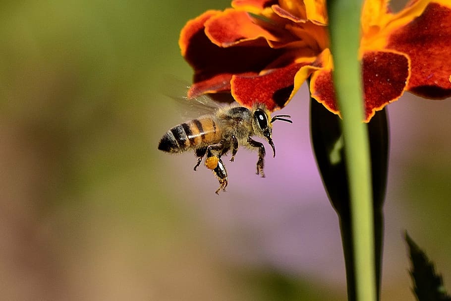 makro fotografie, čmelák, včela, bodnutí, křídla, Miláček, včely, hmyz, Příroda, opylování, pyl