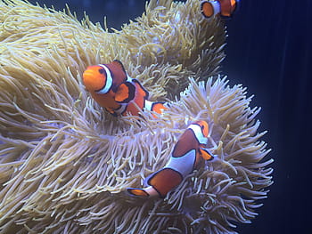 akvárium, clownfish, sasanka, klaun ryby, symbiotický vztah, mořská sasanka, pod vodou, podmořský, Ryba
