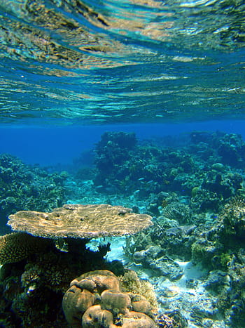 undervands-, fotografering, koraller, Fiji, rev, koral, tropisk, ocean, naturlig