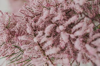 floración del árbol, temprano, primavera, árbol, floración, principios de la primavera, flores, fondo, naturaleza, rosa, flor