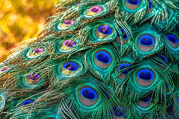 piume di pavone verdi e blu, natura, animale, pavone, piume di pavone, iridescente, vestito di primavera, colorato, dettaglio, brillante, pollame