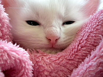 bianca, gattino, rosa, tessile, gatto, gatto birichino, carina, animali, gatti, pelliccia, avvicinamento