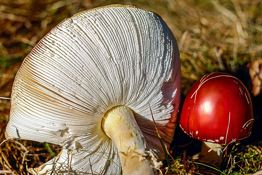 dva, bílé a červené houby, během dne, moucha agaric, houba, toxický, lamelární, peklo, čepice, Červené, puntíkovaný