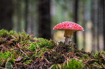 ροζ, λευκό, μανιτάρι, δίπλα, γρασίδι, βρύο, amanita, δάσος, φθινόπωρο