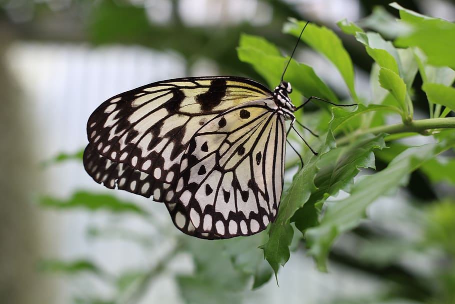 butterfly, chess board, nature, garden, white baumnymphe