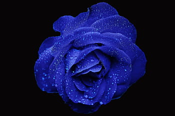 wet blue rose, wet, blue rose, rose, wildflower, flower, floral, plant, natural, blossom, bloom