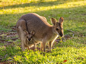 wallabies, kangaroo, rednecked wallaby, joey, mother, baby, two, pouch, australia, queensland, marsupial