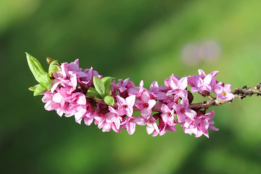 daphne, spring, blossom, bloom, garden, branch, purple